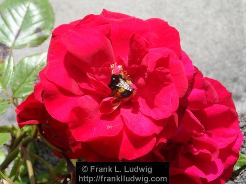 Rose and Bumblebee